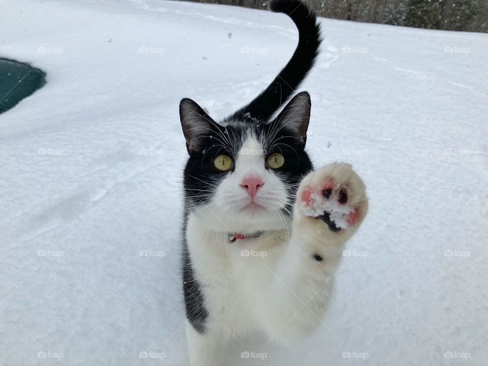 Black and White Cat Reaching Up in the Snow