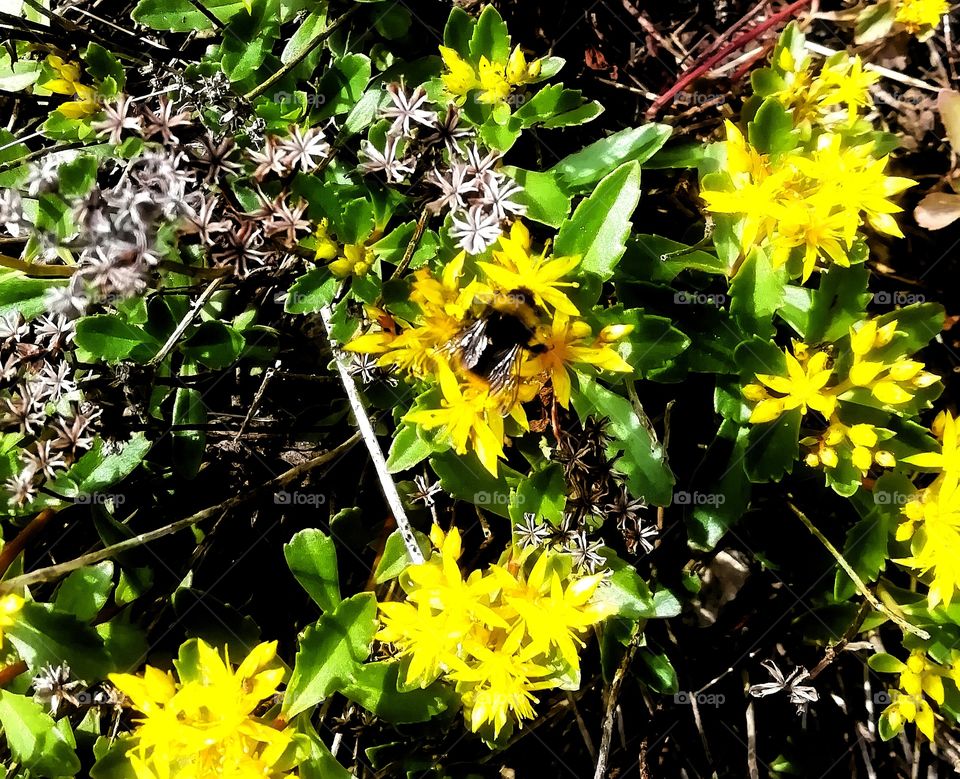 Summer is here of finland