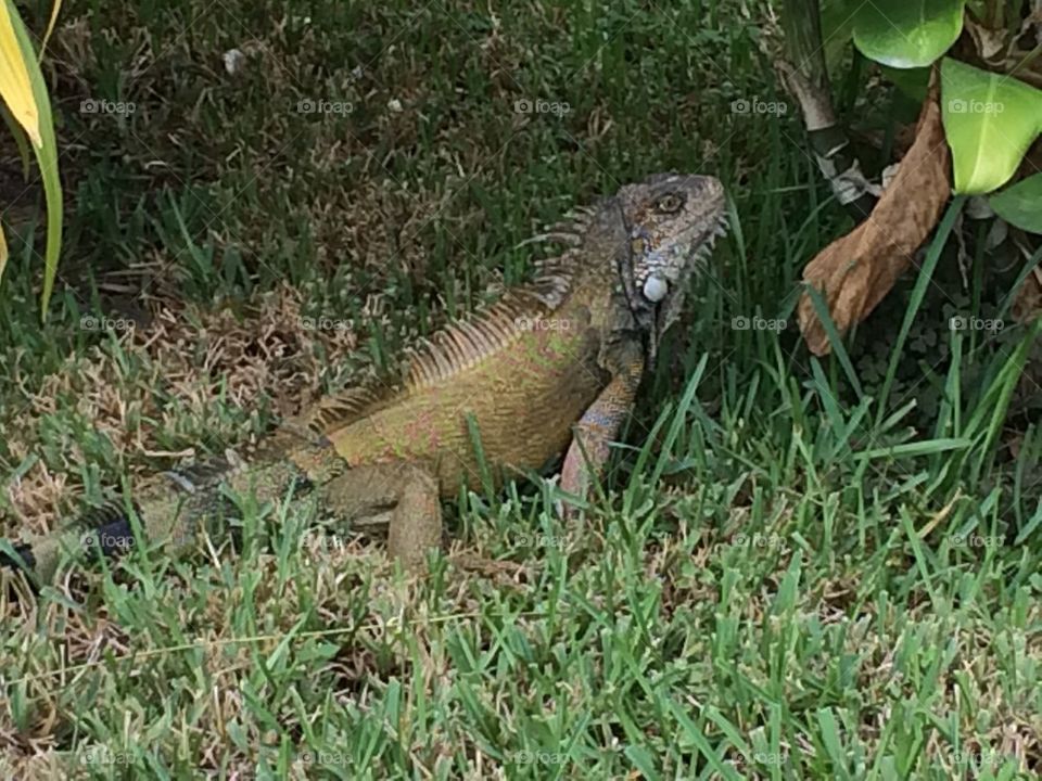 Iguana