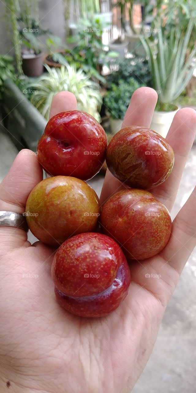 Vietnamese plums are great