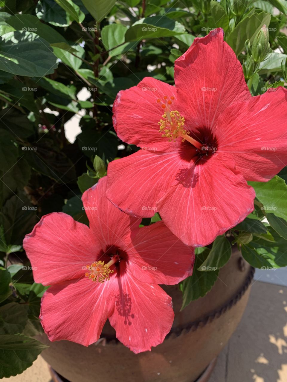 Hibiscus