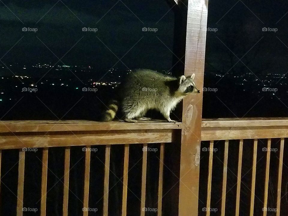 Raccoon