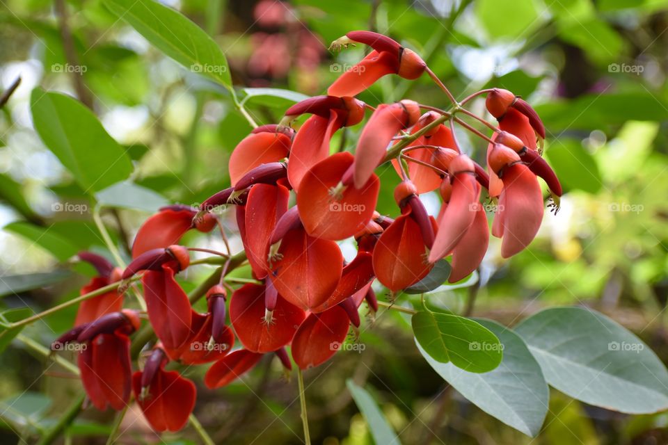 Bright orange petals hanging down in the jungle