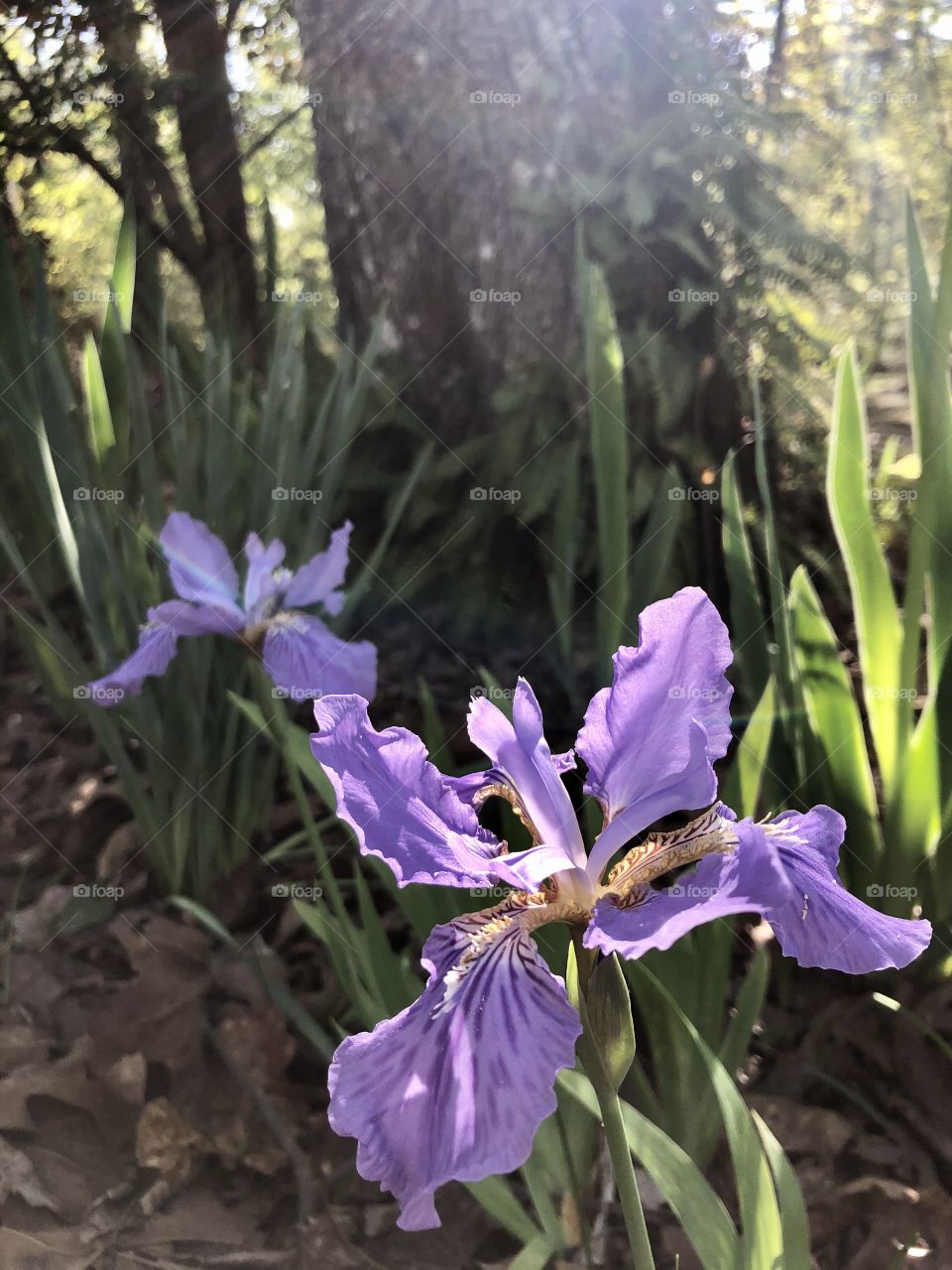Afternoon sunlight on purple irises