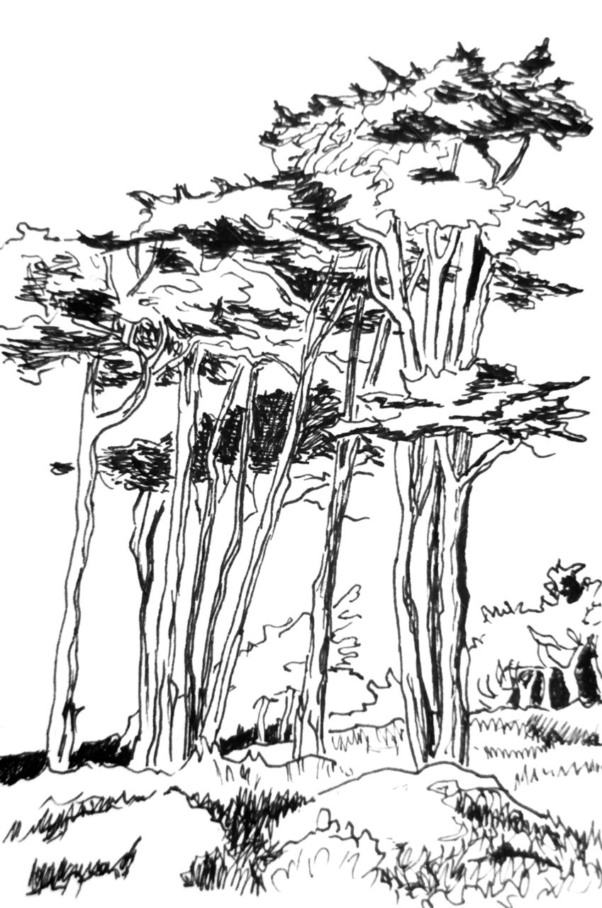 Drawing Trees, illustration 