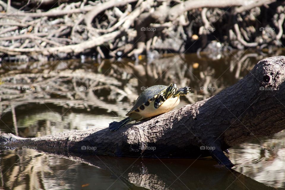 Turtle on the Hillsborough River