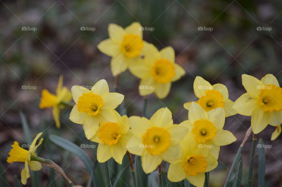 Bunch of yellow daffodils. 