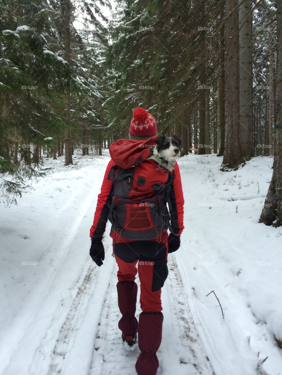 Man and a dog in a forest