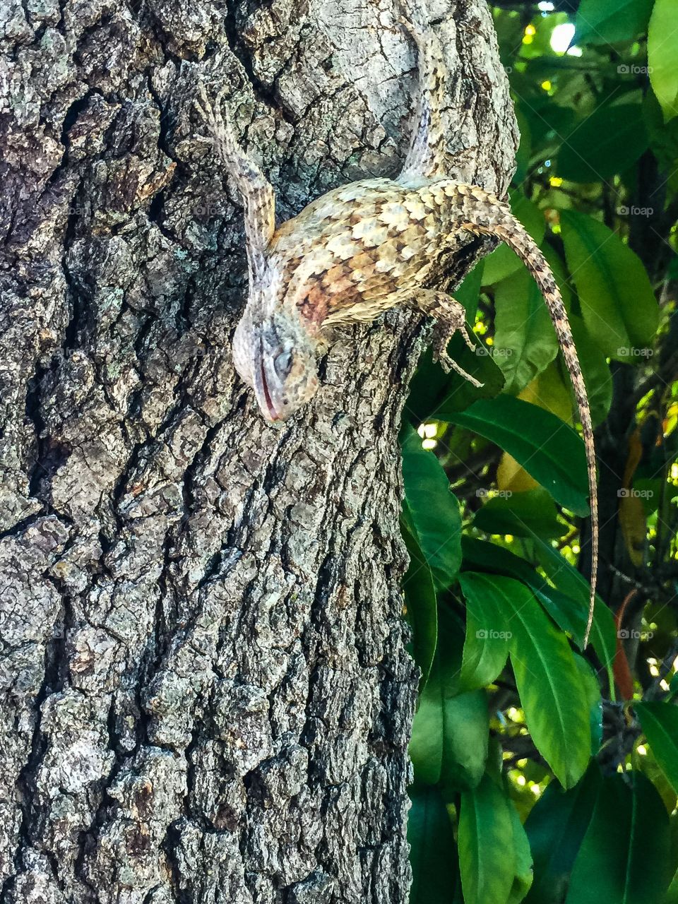 Sleeping lizard on tree