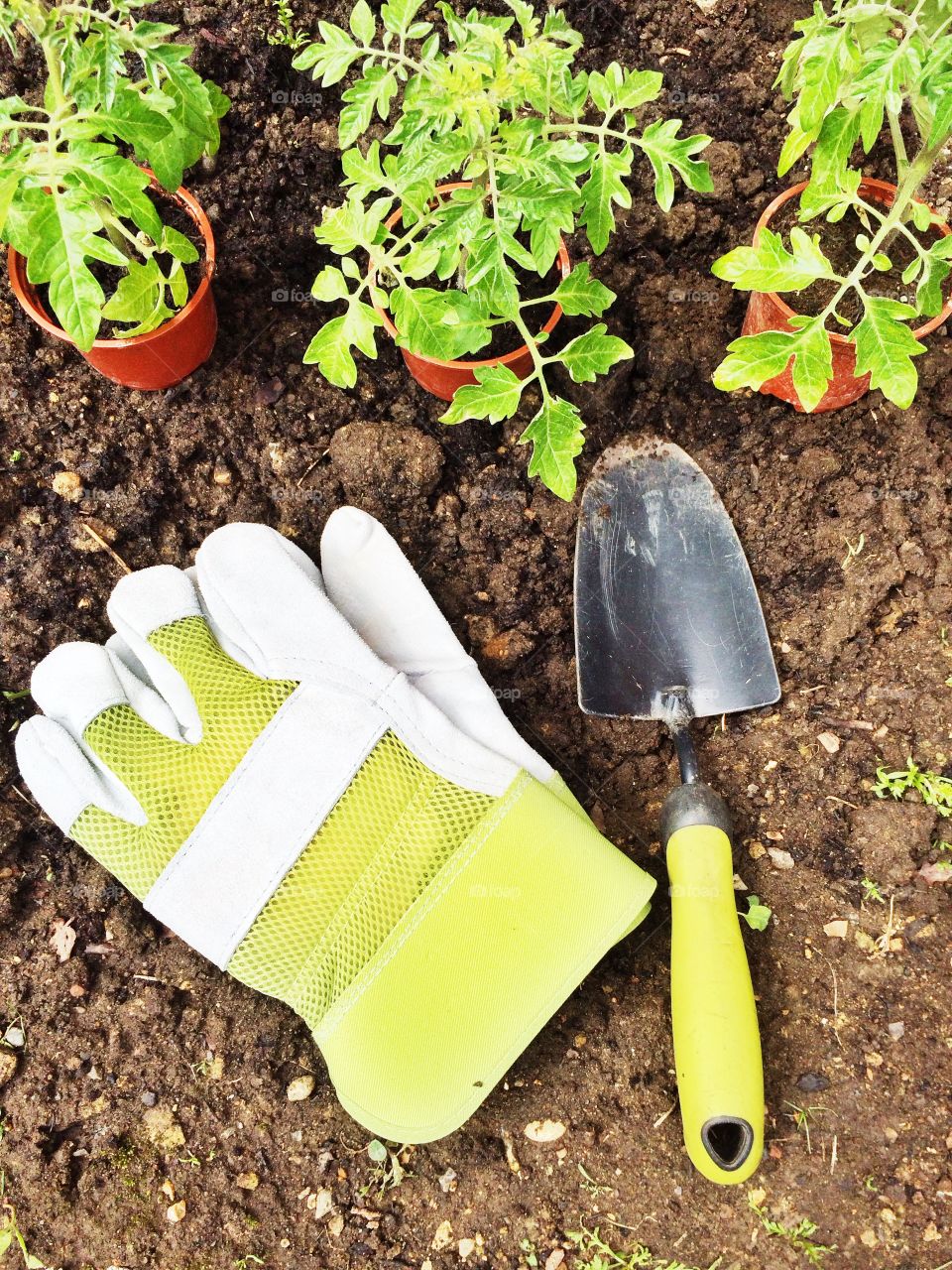 Tomato plants and garden tools. Tomato plants and garden tools