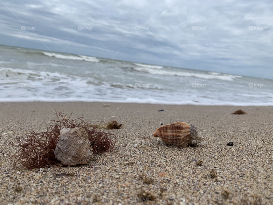 Sea shells 
