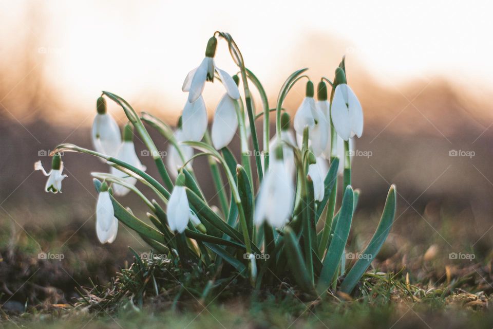 tinywonders of spring