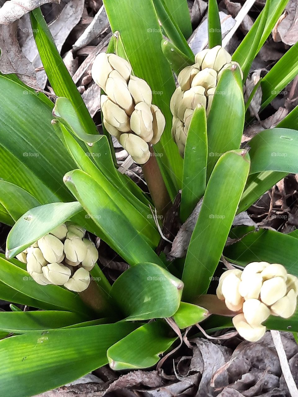 budding hyacinth flowers and green leaves