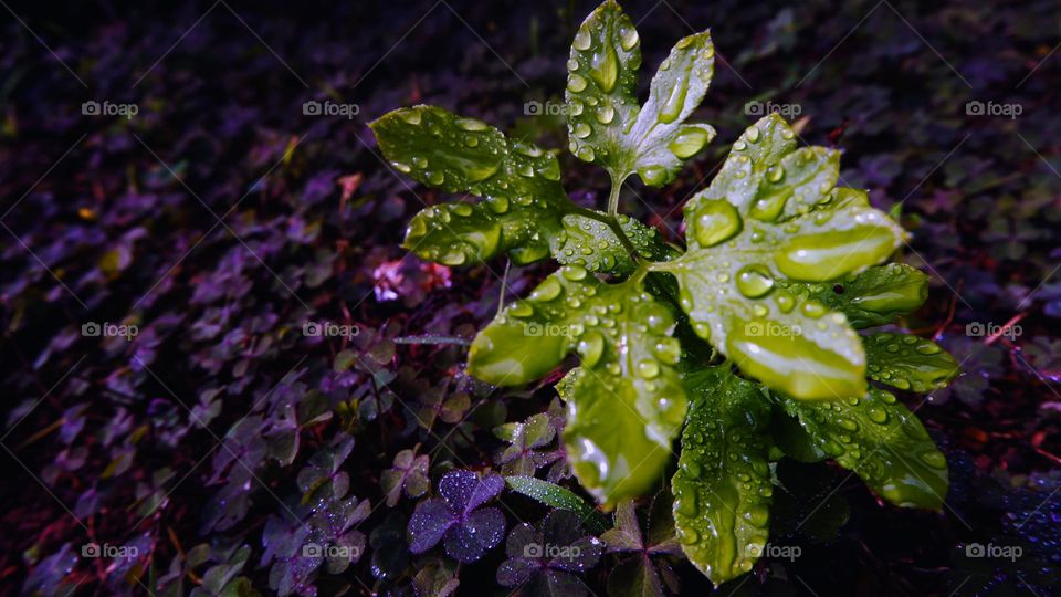 Leaf of Lygodiaceae - Lygodium Palmatum wet green color with raindrops with blur background and natural light - stock photo.