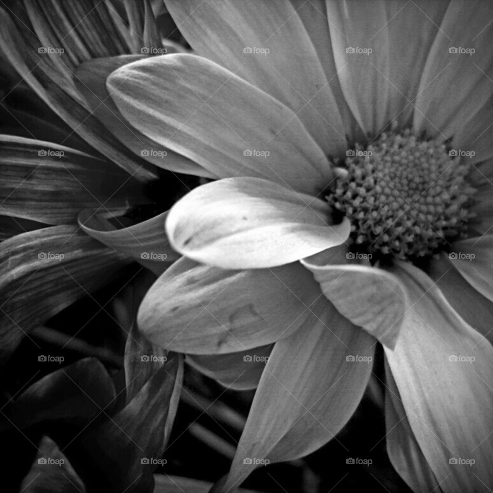 Flower, Monochrome, Nature, Flora, Garden