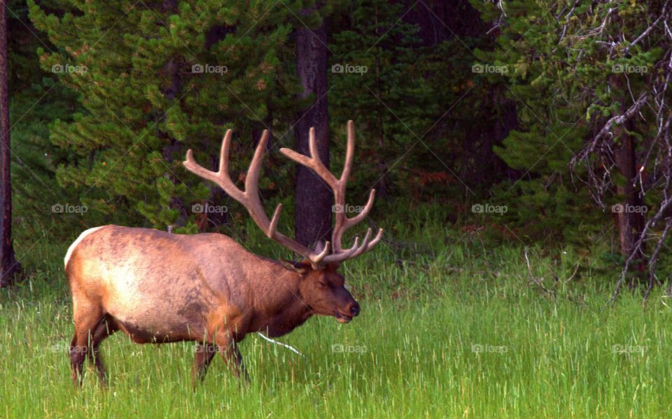 Deer, Antler, Moose, No Person, Wildlife
