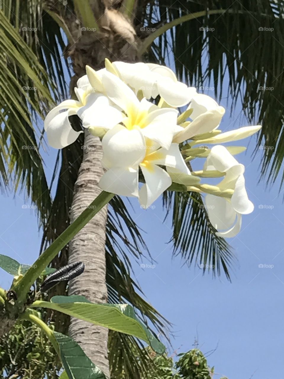 Plumeria Hawaiian white flower & palm