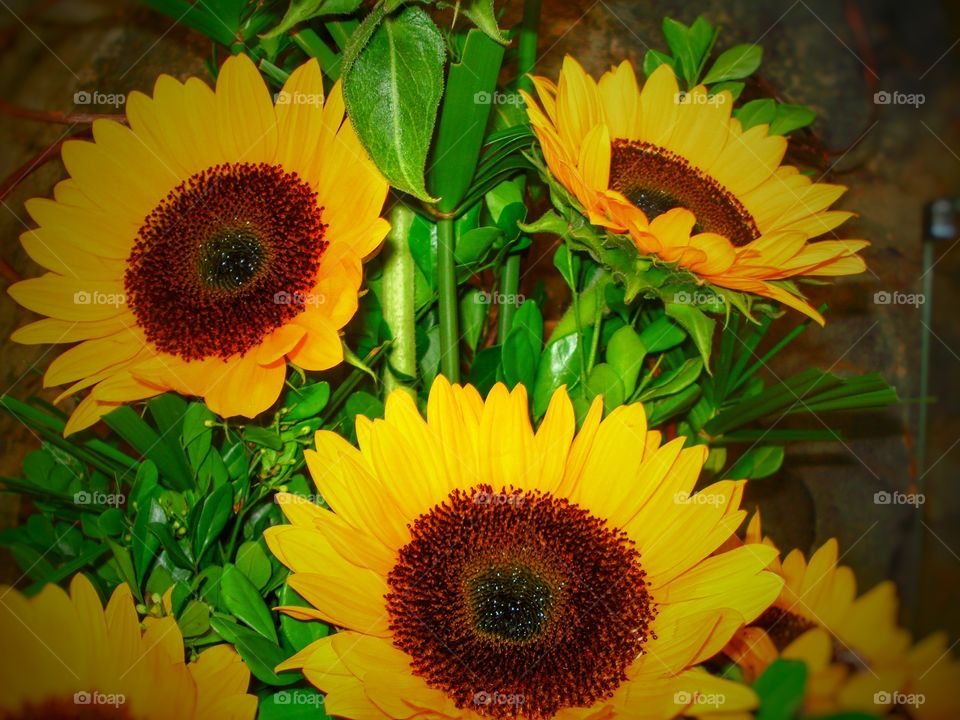 sunflower flores girassol
