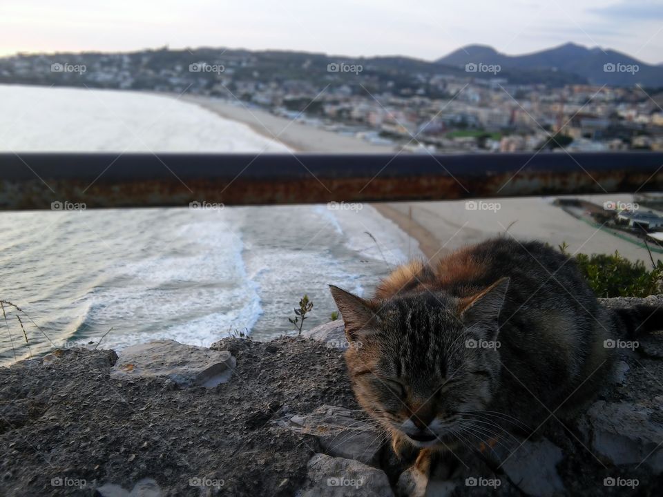 Cat on nice view