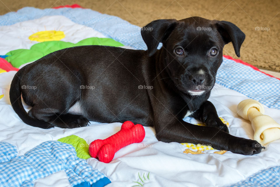 New puppy for the family.  She is a black lab and pitbull mix and is 9 weeks old in this photo.