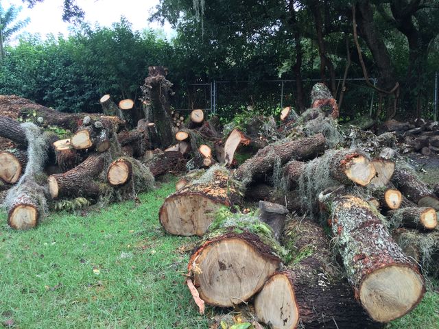 Fire wood