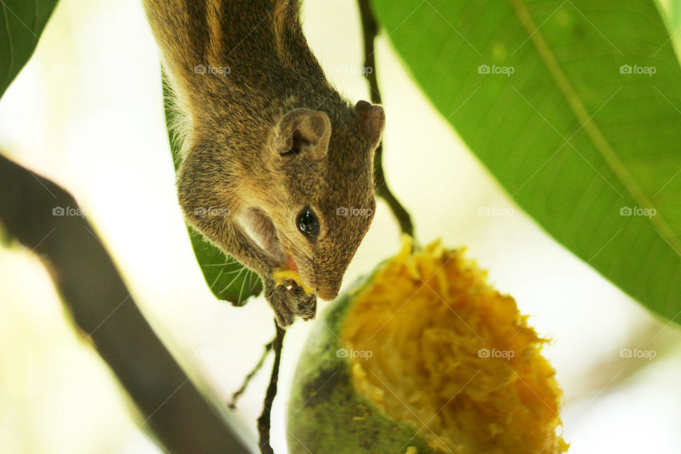 Hungry for fruit