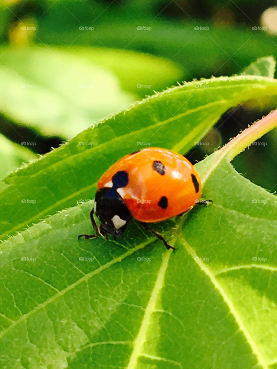 Ladybird closeup #25