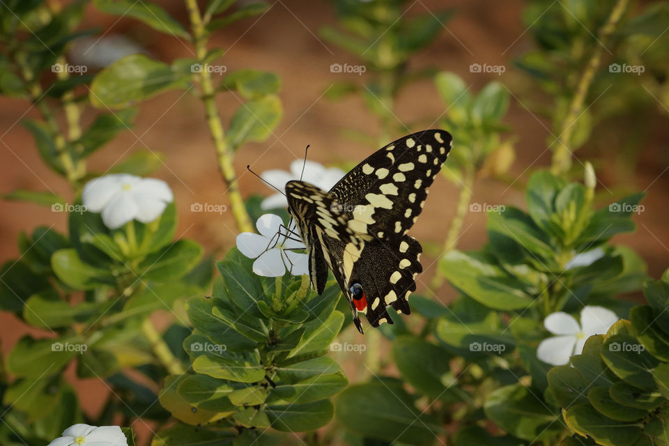 Citrus Swallowtail butterfly on a white Madagascar Periwinkle flower