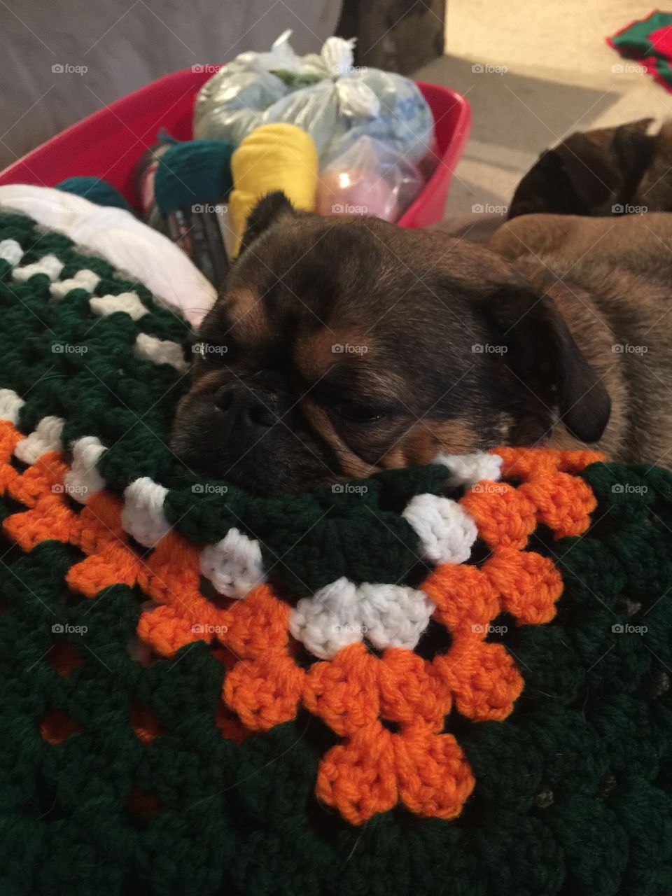 Puppy on blanket