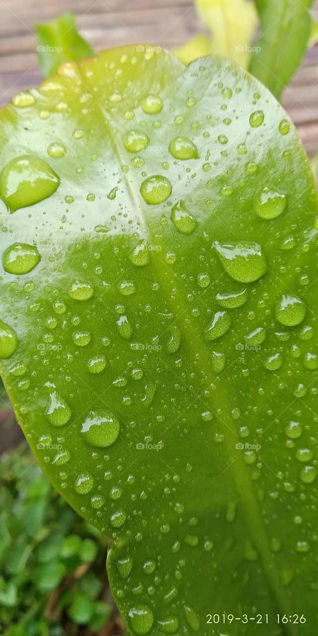 Leaves with raindrops.