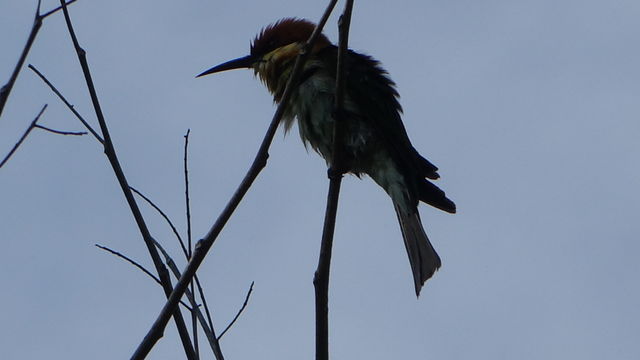 Bee eater