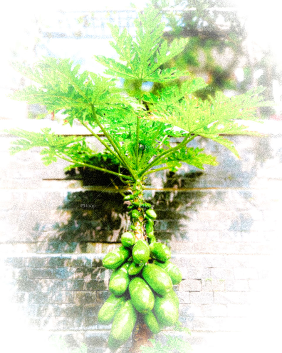 fresh Papaya in the morning