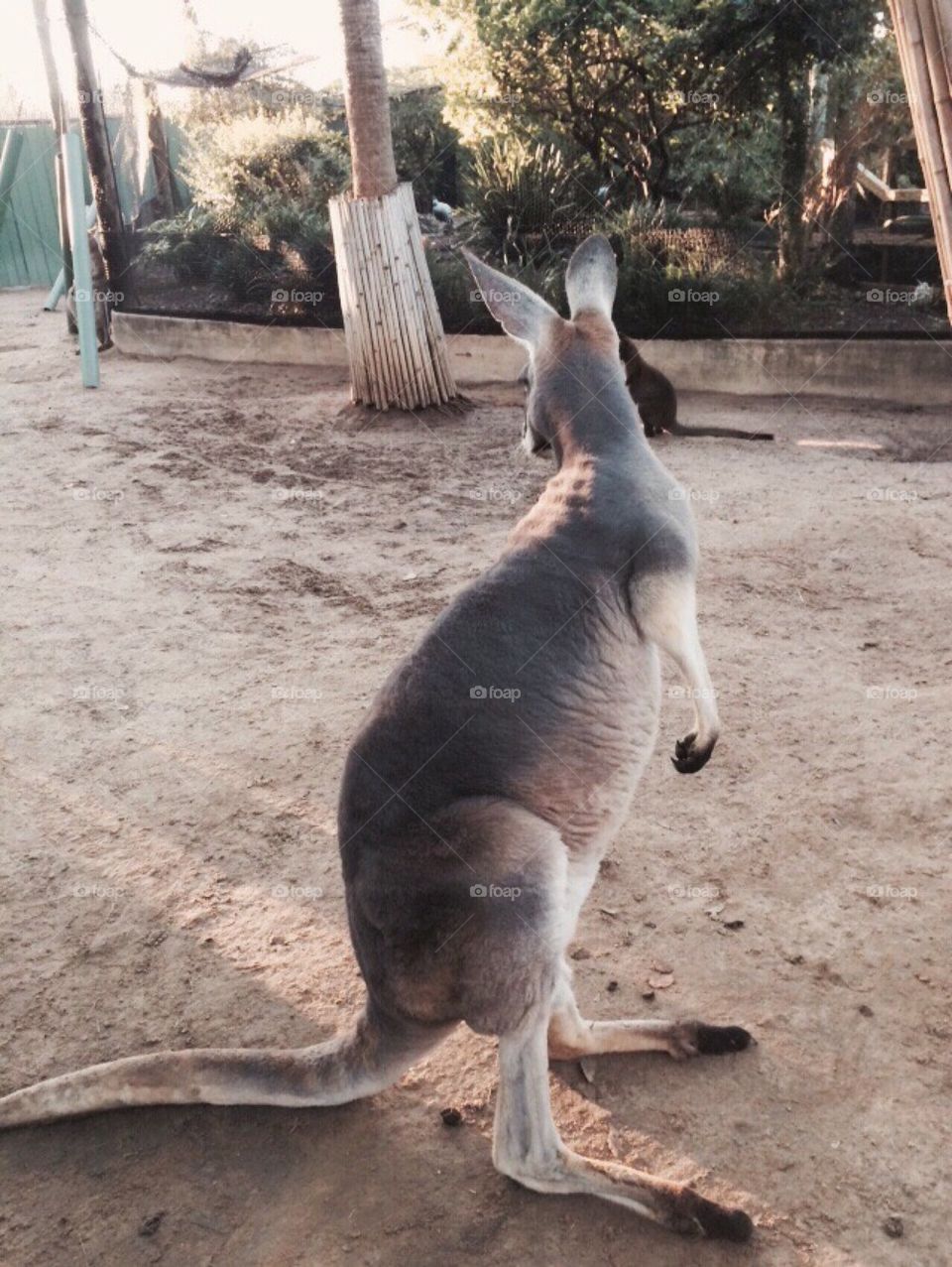 Curious Kangaroo