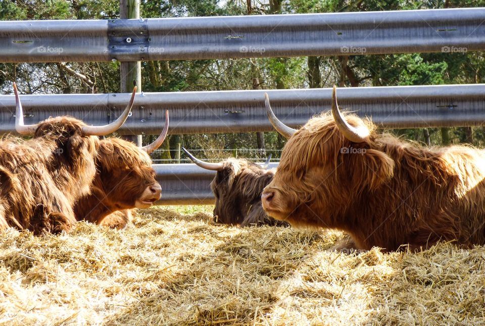 Bulls in straw