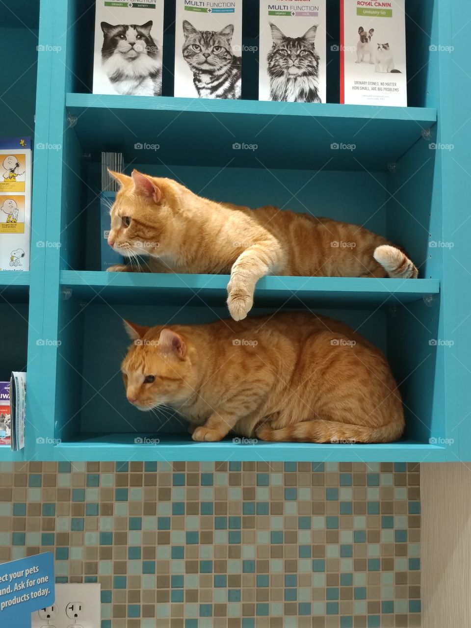 Two orange tabbys looking anxiously at the door just before the veterinarian comes in the room.