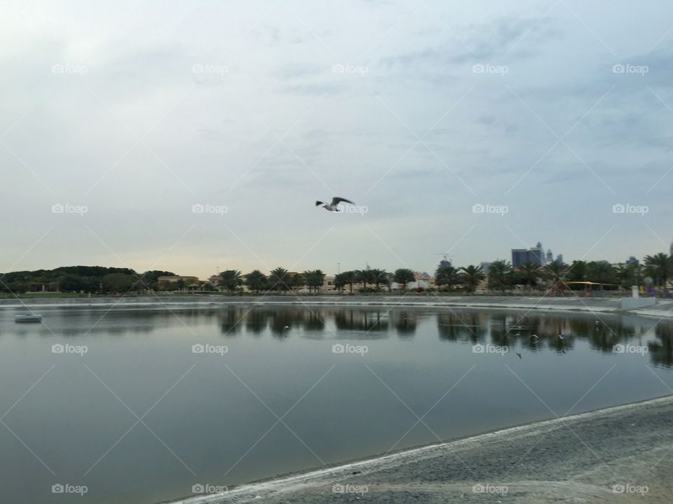 Seagull flying over a pond