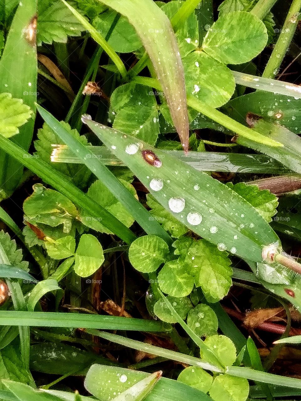 droplets on grass