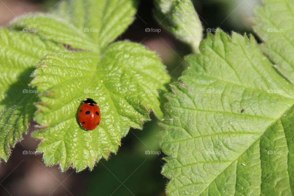 Ladybug