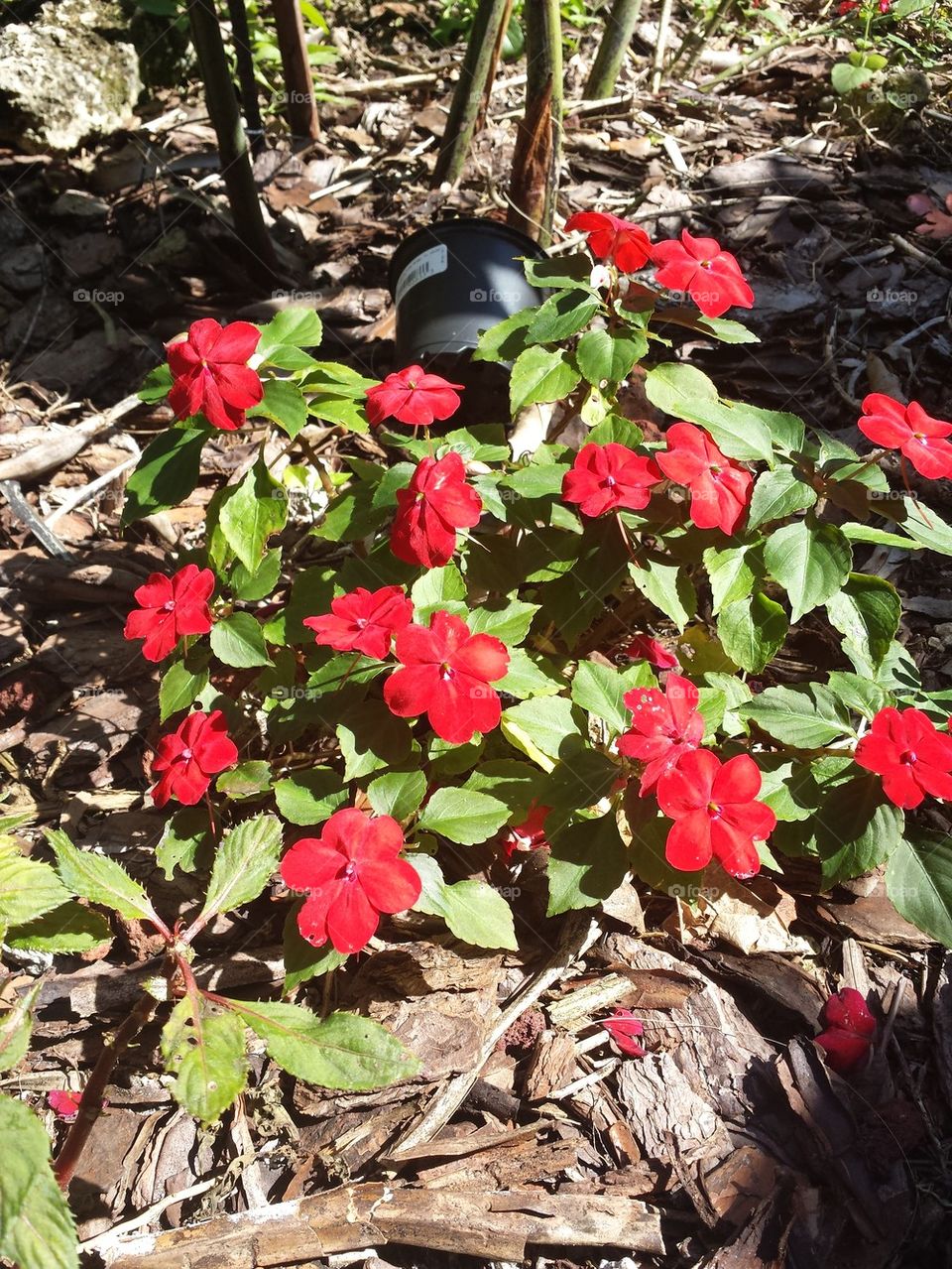 red pansies flowers 