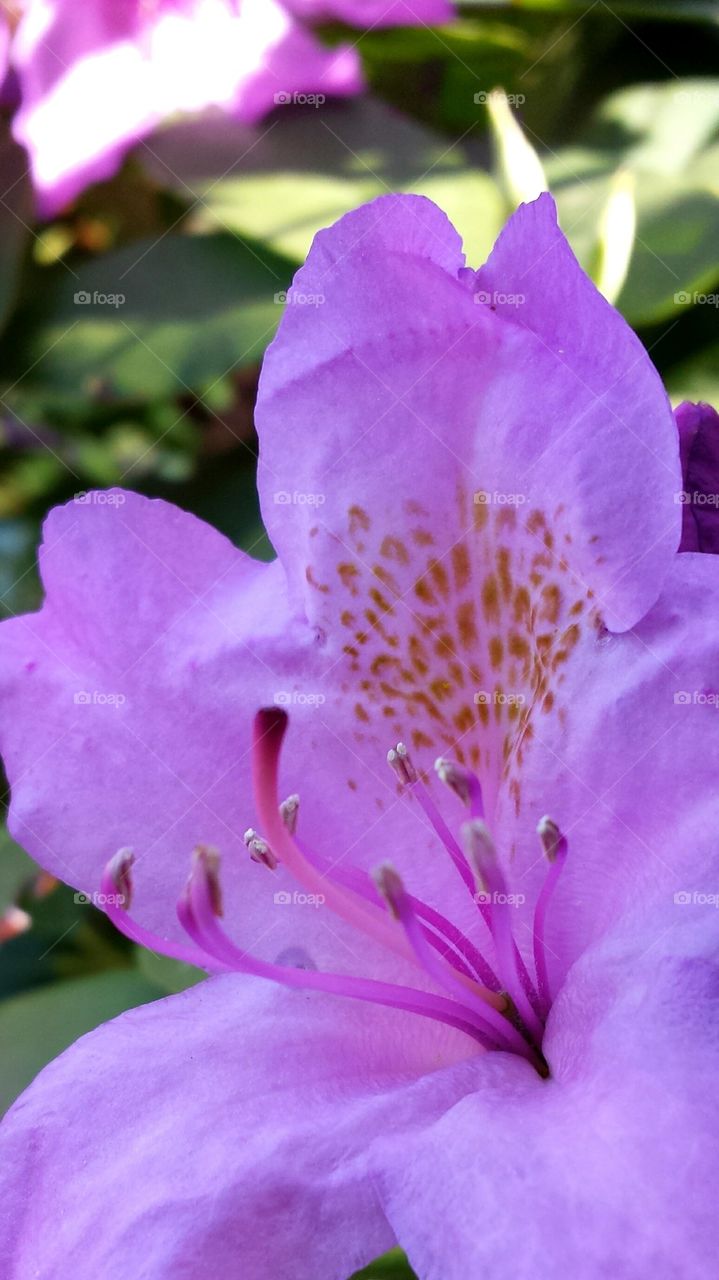 rhododendron flower