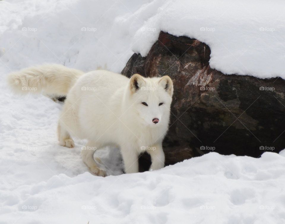 Wolf in snow