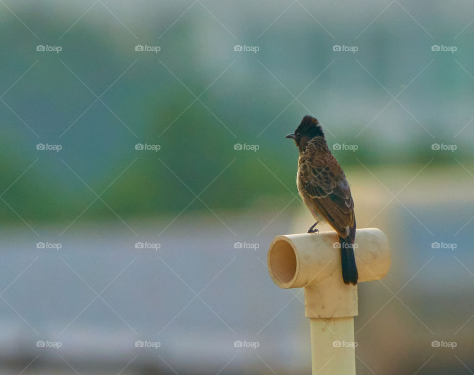 Bird photography  - Red vented  bullbull