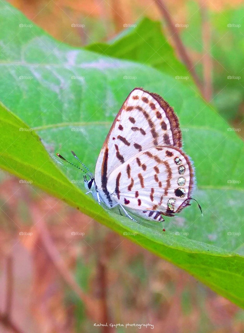 Silver line butterfly