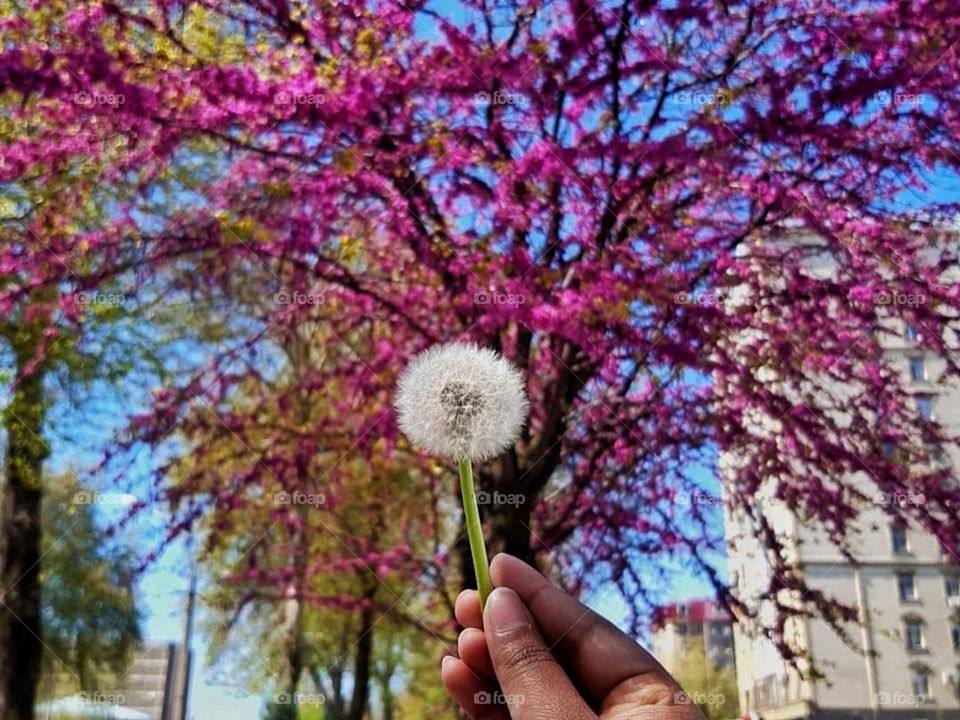 Wishing on dandelions again