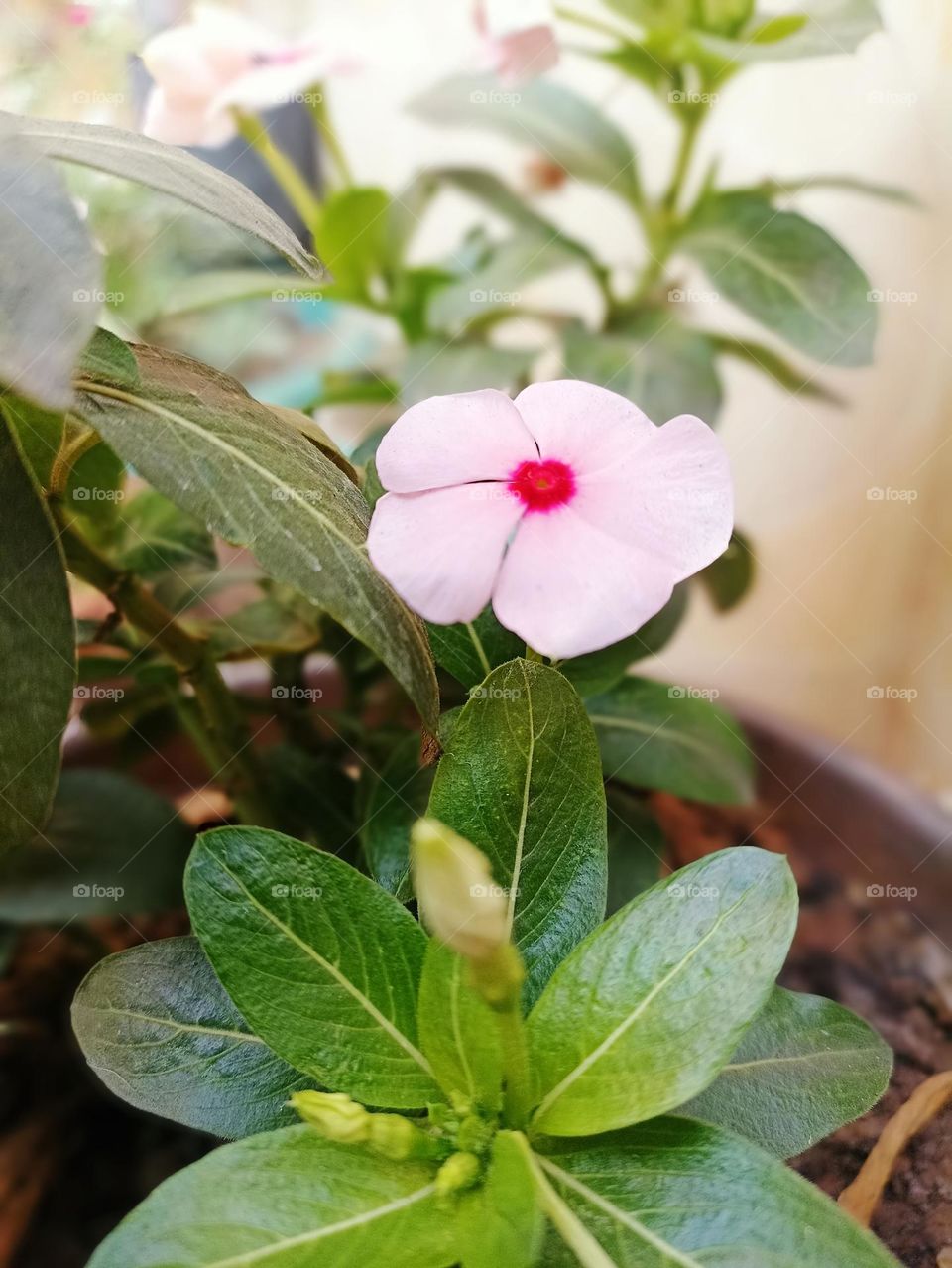 quine is beautiful no one can treat her bad.