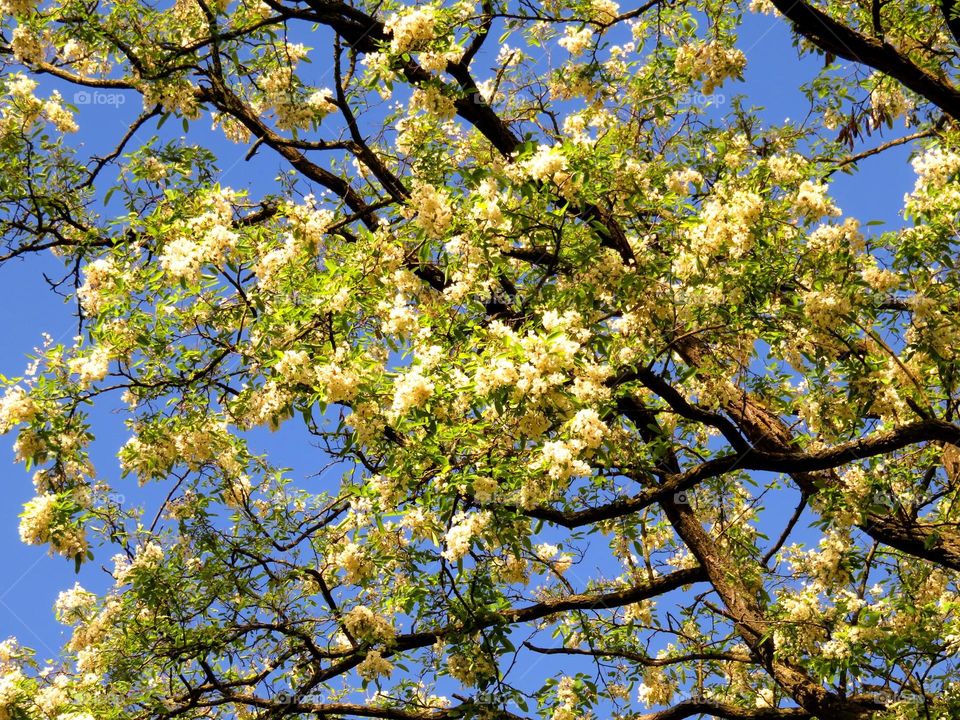 gorgeous tree