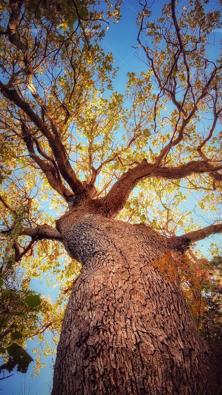 The amazing beauty of trees is breathtaking! Cyprus in winter is a great season 
