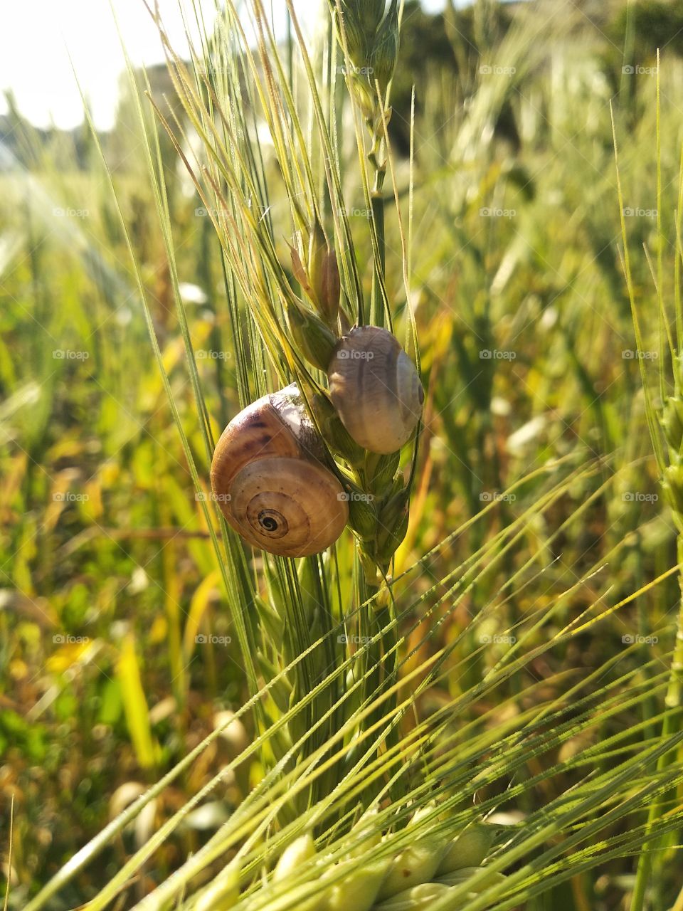 Snail