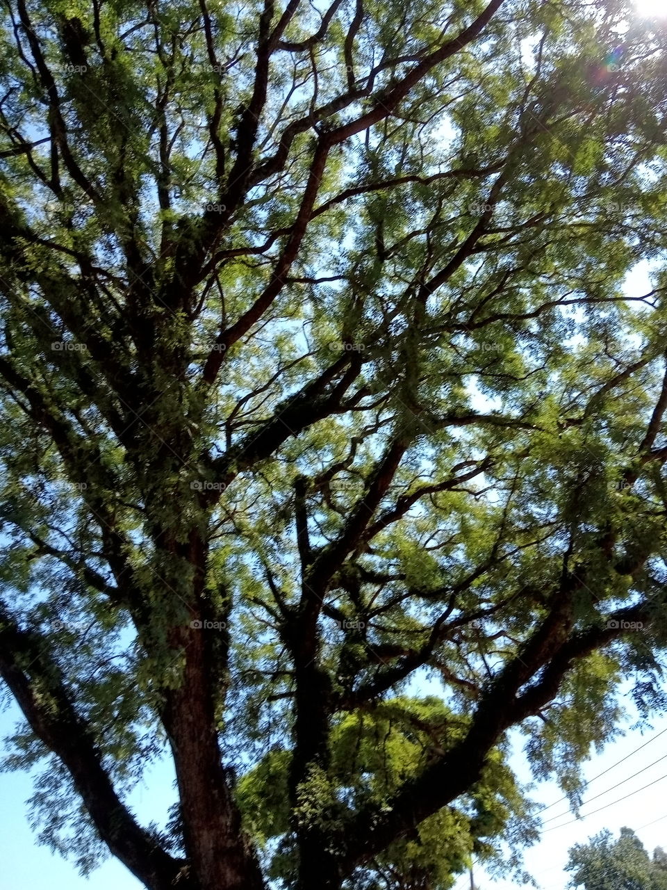 Árvores, contribuindo para um ambiente saudável