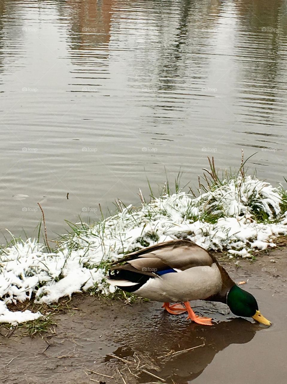 Duck drinks 